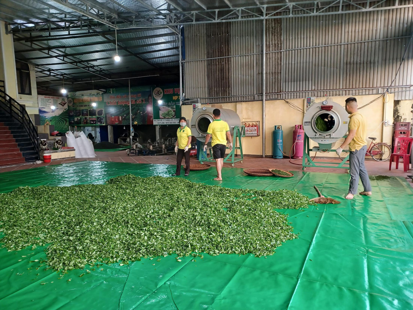 Một hợp tác xã không thể mở rộng diện tích trồng, chế biến chè vì thiếu vốn