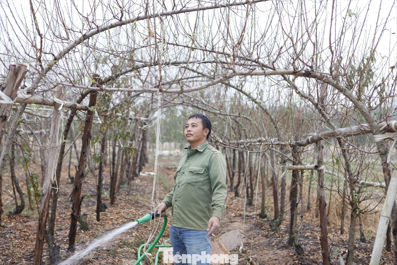 Từ nghề đi “săn” đào bán Tết, nhiều người dân thôn Ðồng Cống biết trồng đào mang về hàng trăm triệu đồng/năm