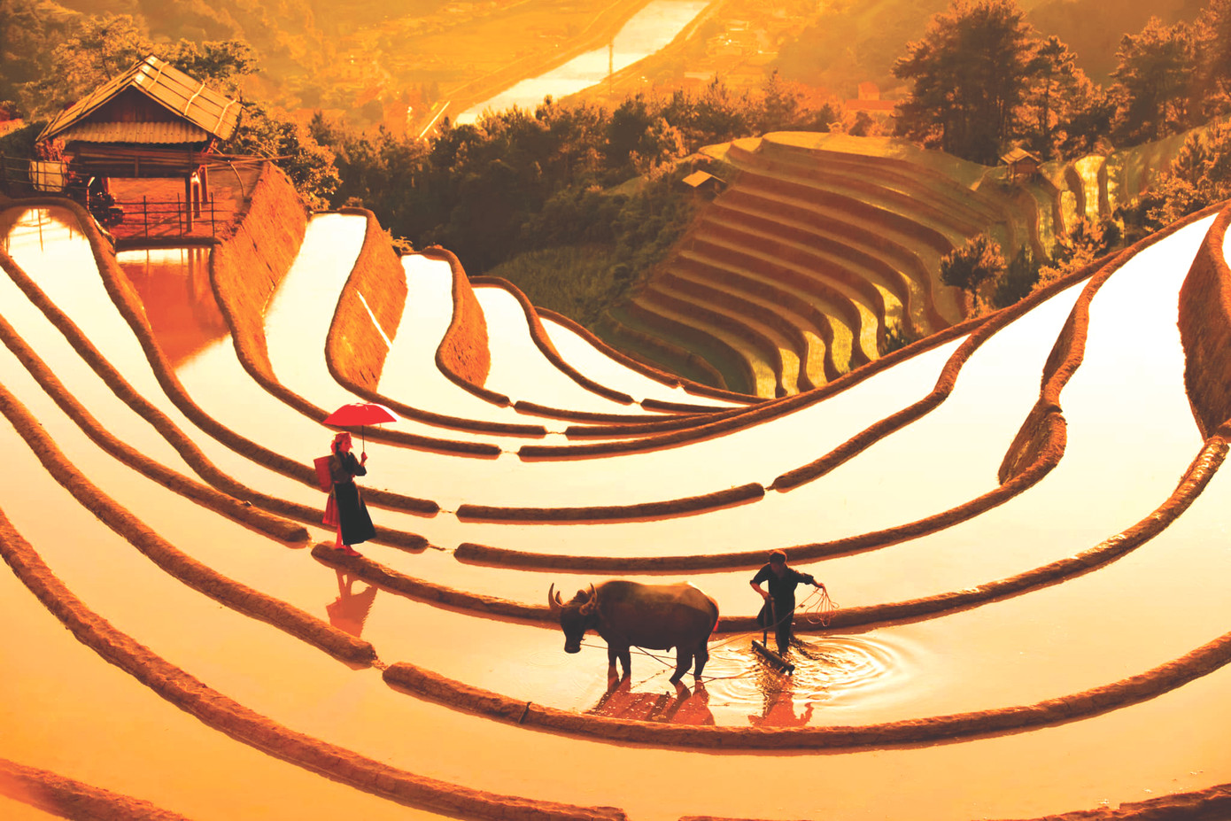 Tác phẩm “Chồng cày vợ cấy con trâu đi bừa” lọt vào danh sách Editors’Choice trên trang 500PX (cộng đồng nhiếp ảnh có sự tham gia của 195 quốc gia).