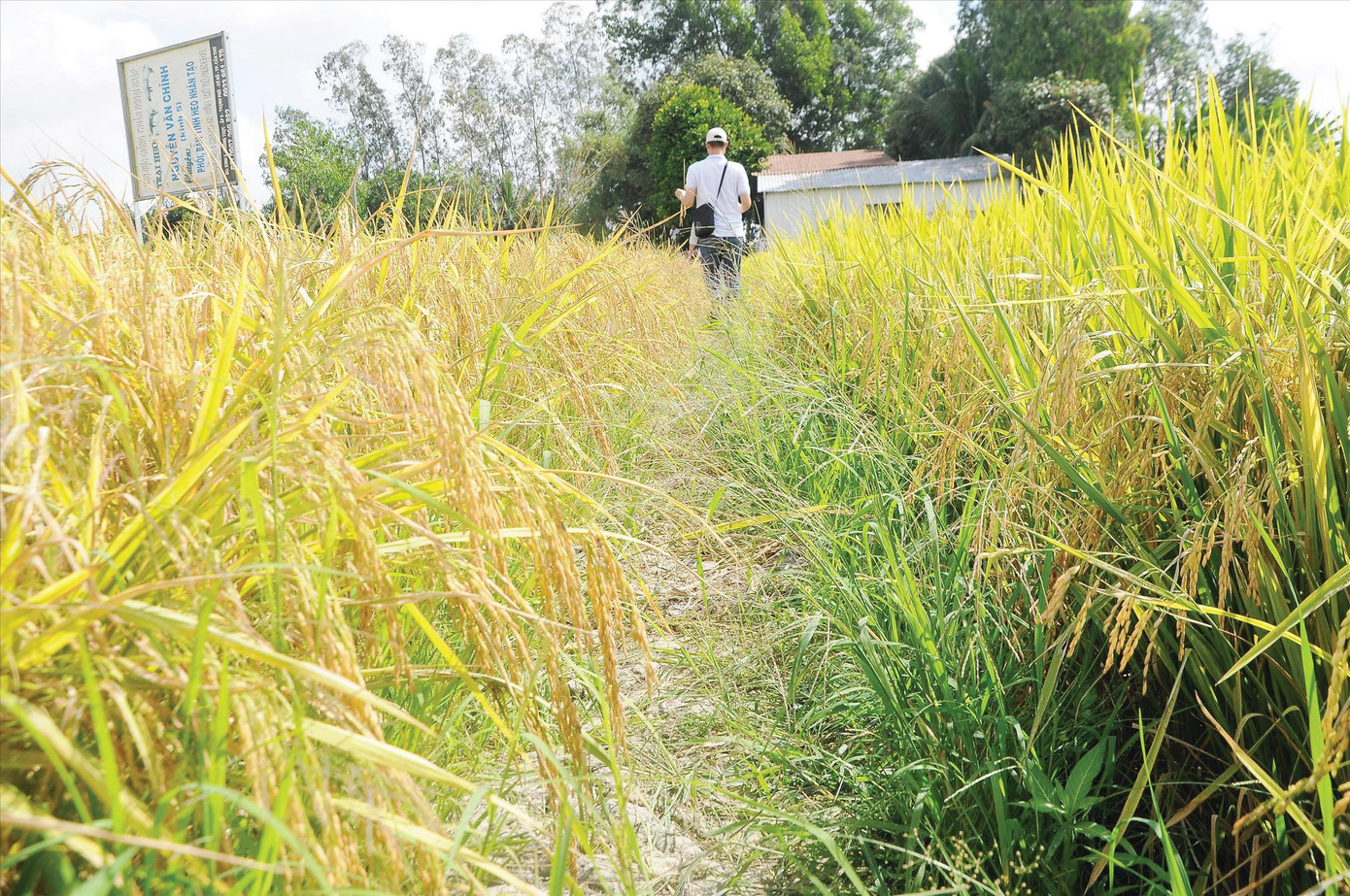 Cơ quan công an khuyến cáo, trước khi đặt cọccho “cò lúa’ cần kiểm tra lại thông tin