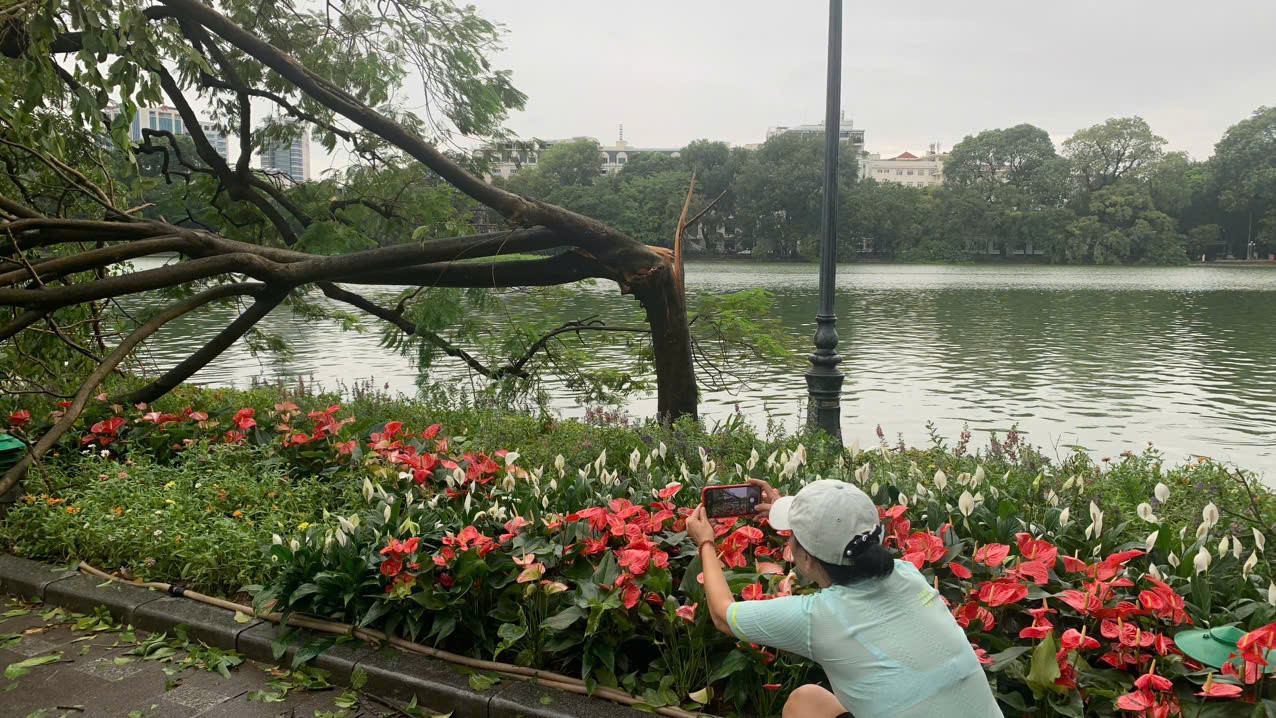 Người dân chụp hình tiếc nuôi cây gãy đổ bên Hồ Gươm.