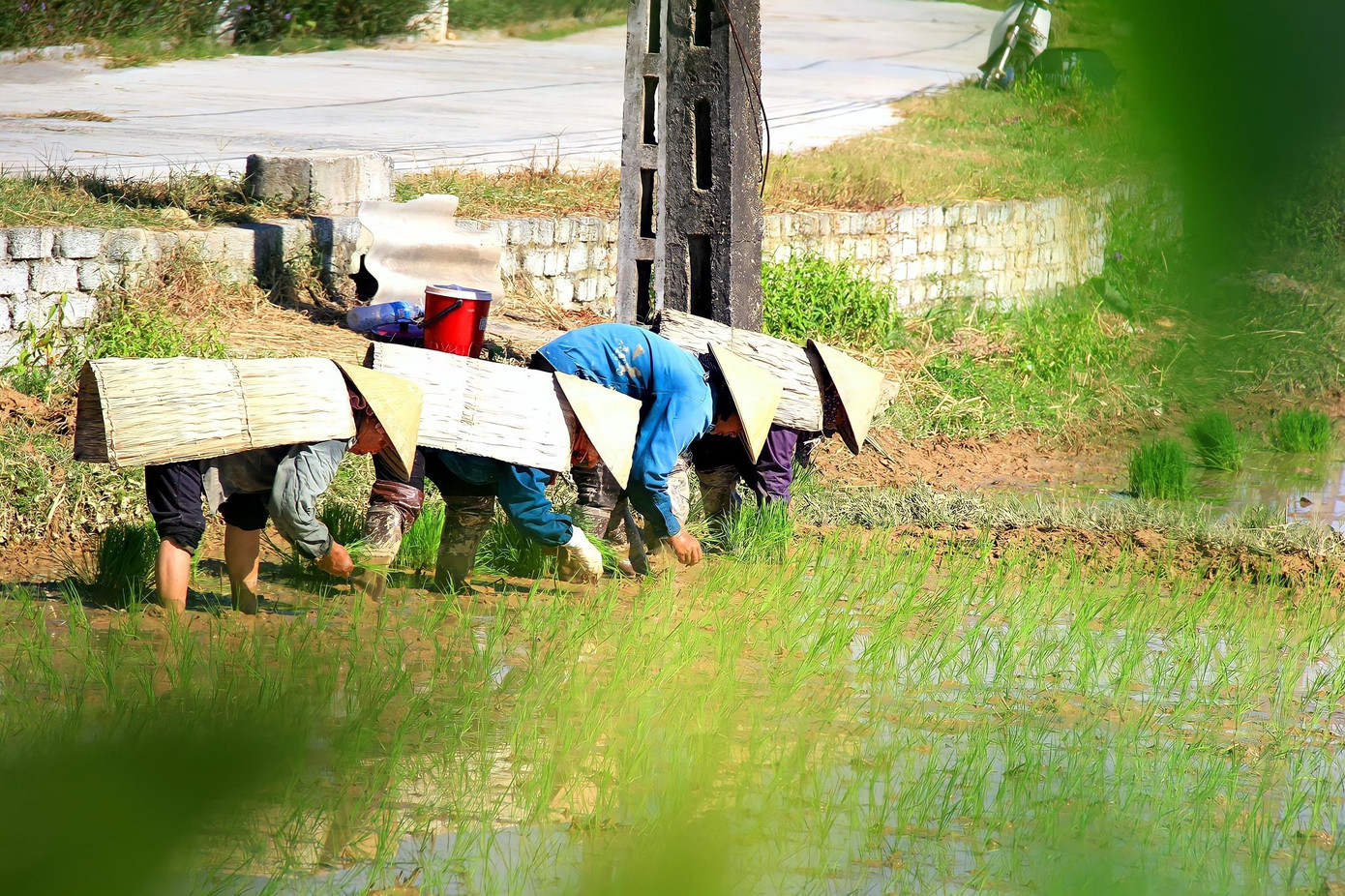 Áo tơi được xem là “áo giáp” lá giúp người nông dân chống chọi được với thời tiết khắc nghiệt