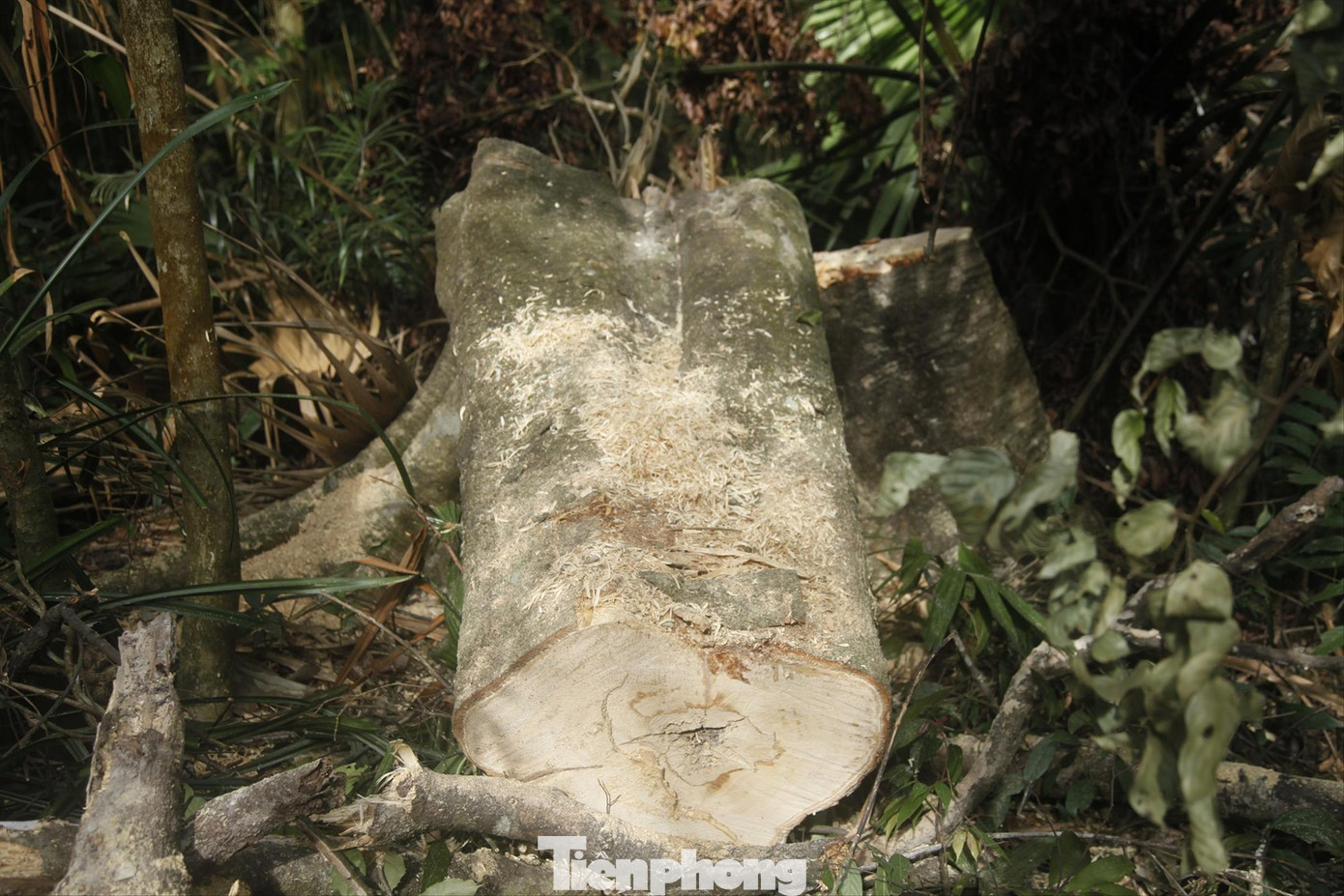 Hiện trường gỗ trong rừng Tây Yên Tử bị lâm tặc cưa hạ. Ảnh: Nguyễn Thắng