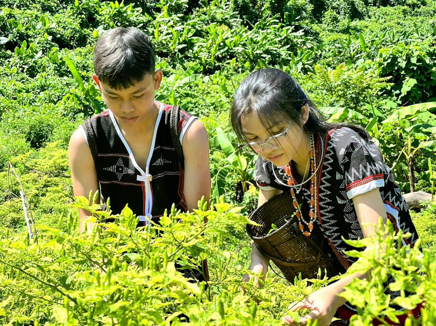 Thu hoạch ớt A Riêu