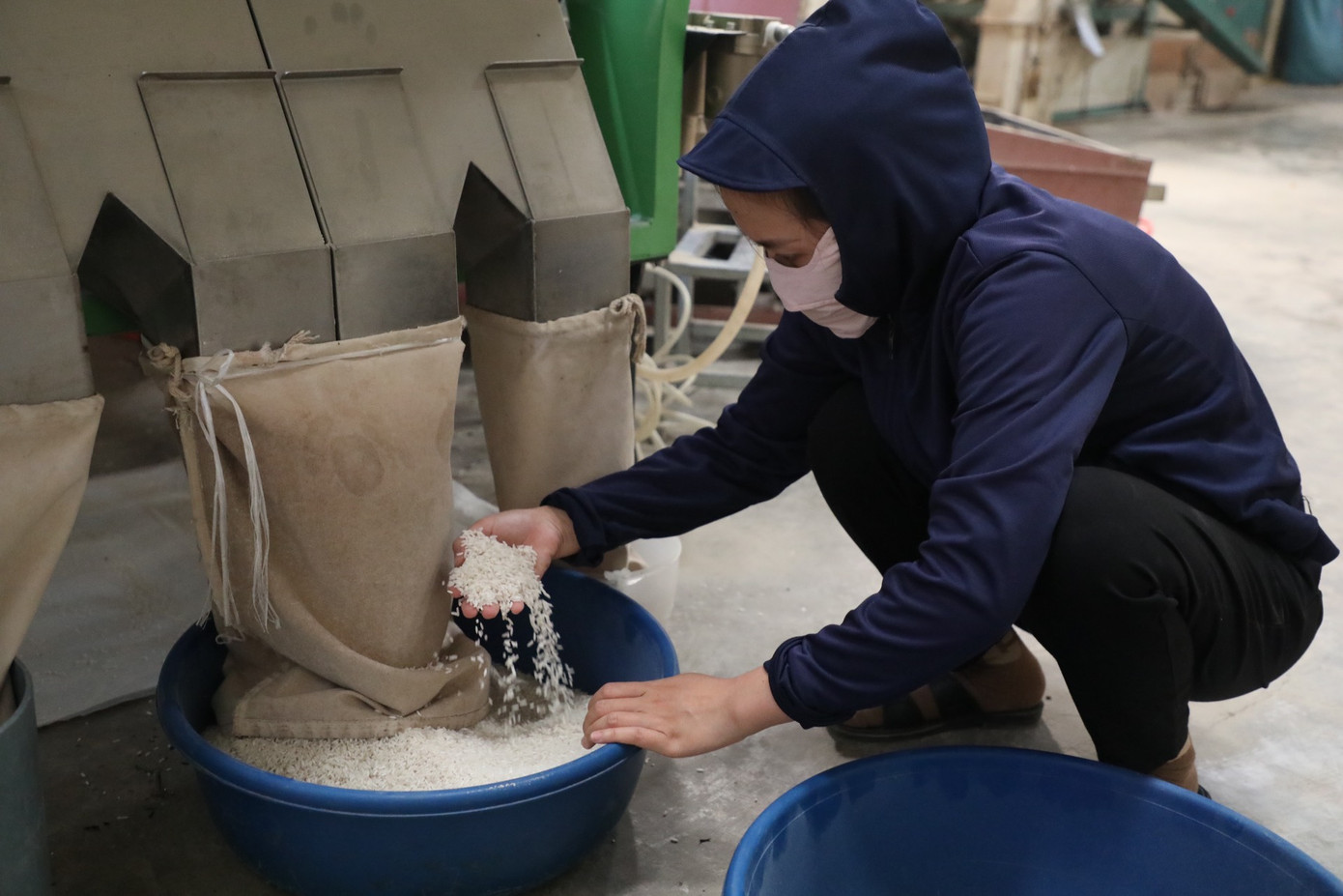 Gạo Điện Biên đạt chuẩn OCOP 3 sao