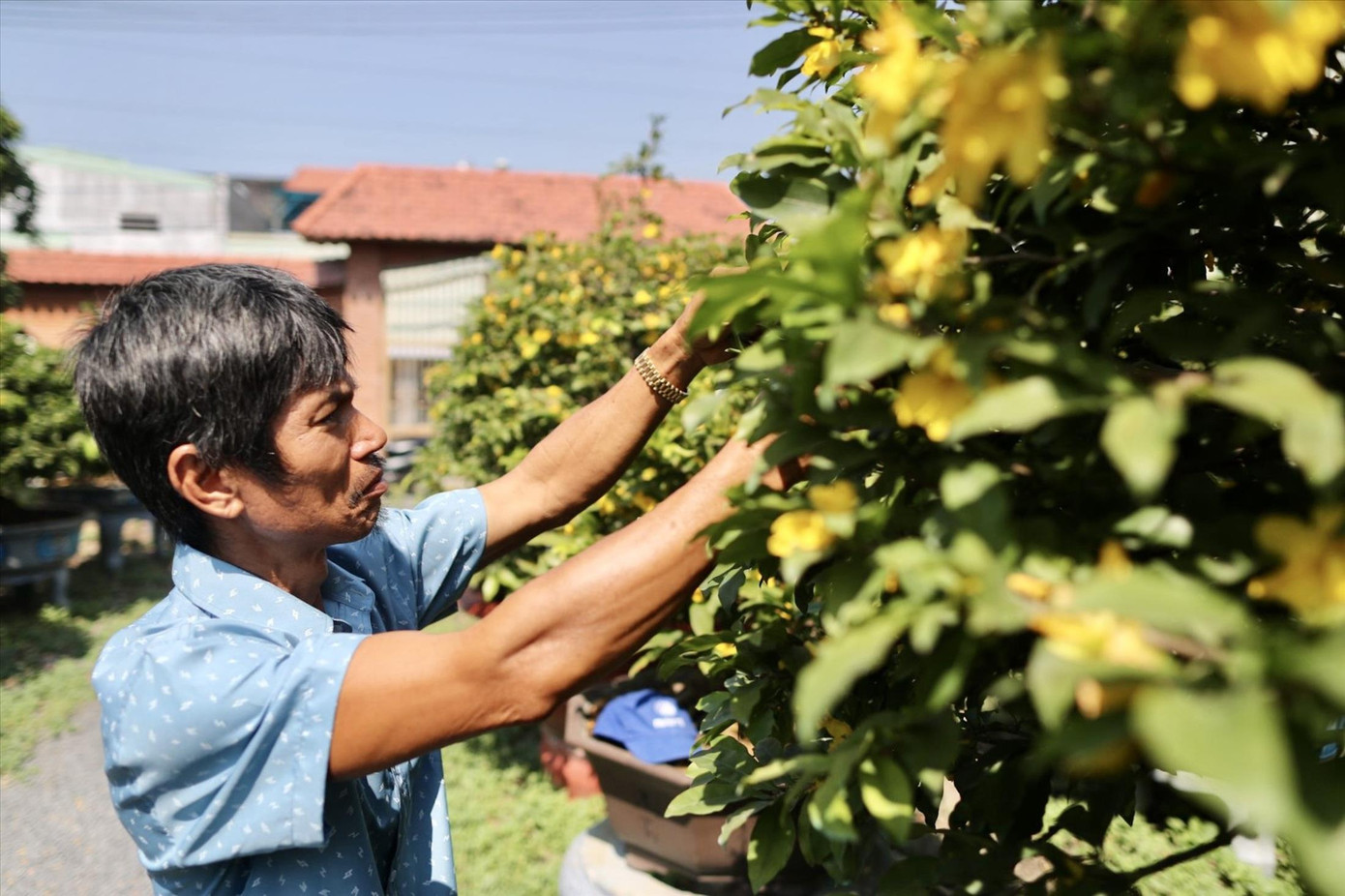 Ông Sáu Hoàng (ở TPHCM) đang chăm sóc vườn hoa mai của mình. Ảnh: Duy Anh.