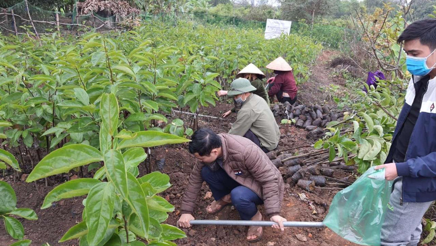 Mô hình vườn ươm giống cây hồng Việt Cường, giống cây đặc sản quý của Thái Nguyên tại Trường Đại học Nông lâm Thái Nguyên
