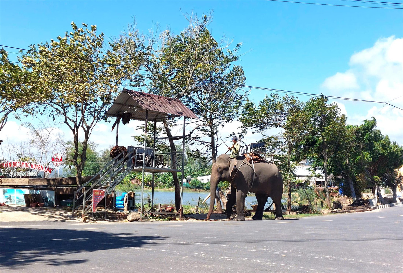 Voi ở buôn Jun, huyện Lắk.