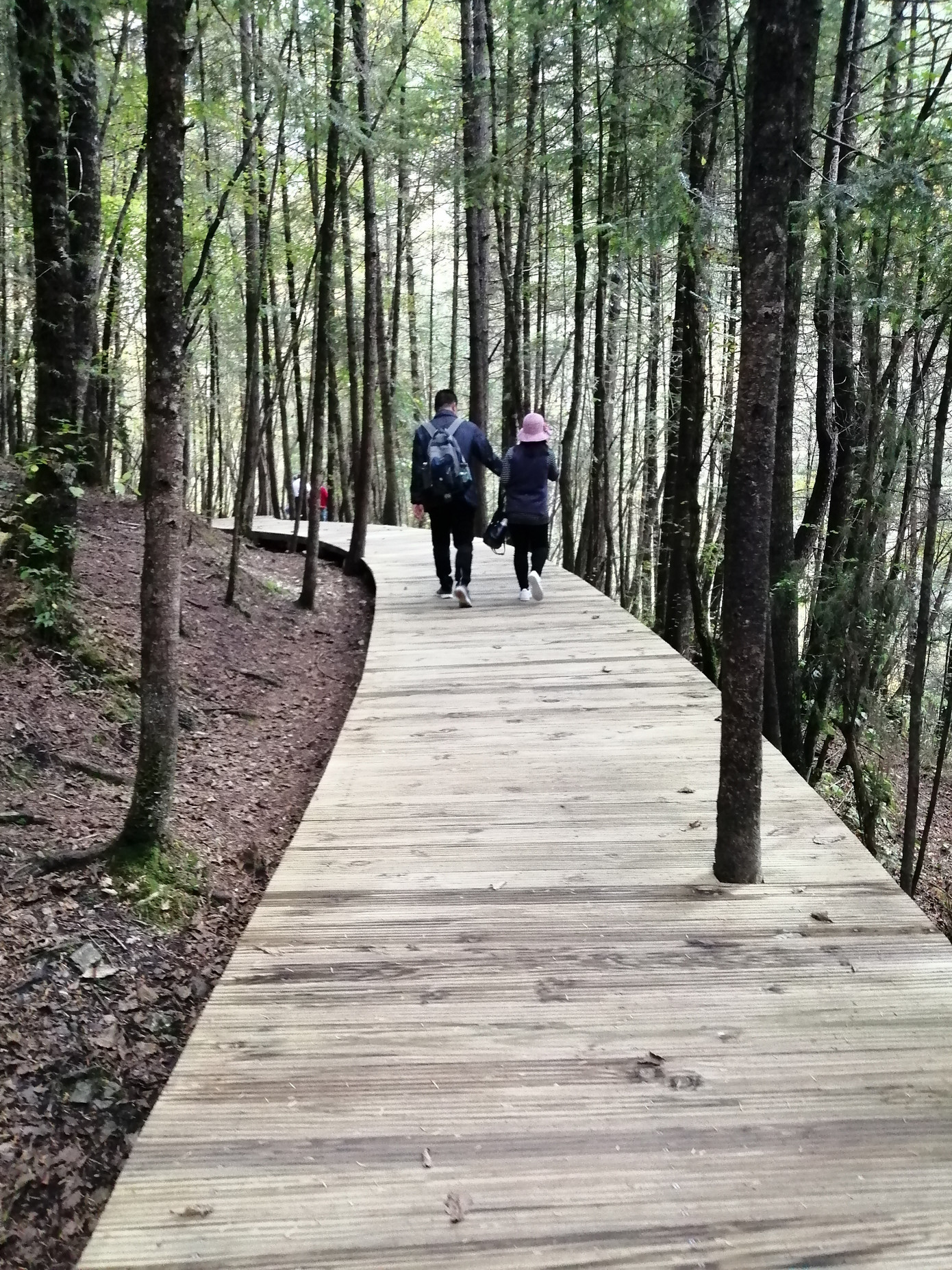 Cây mọc giữa lối đi ở Cửu Trại Câu được giữ nguyên. Ảnh: Hoàng Sơn