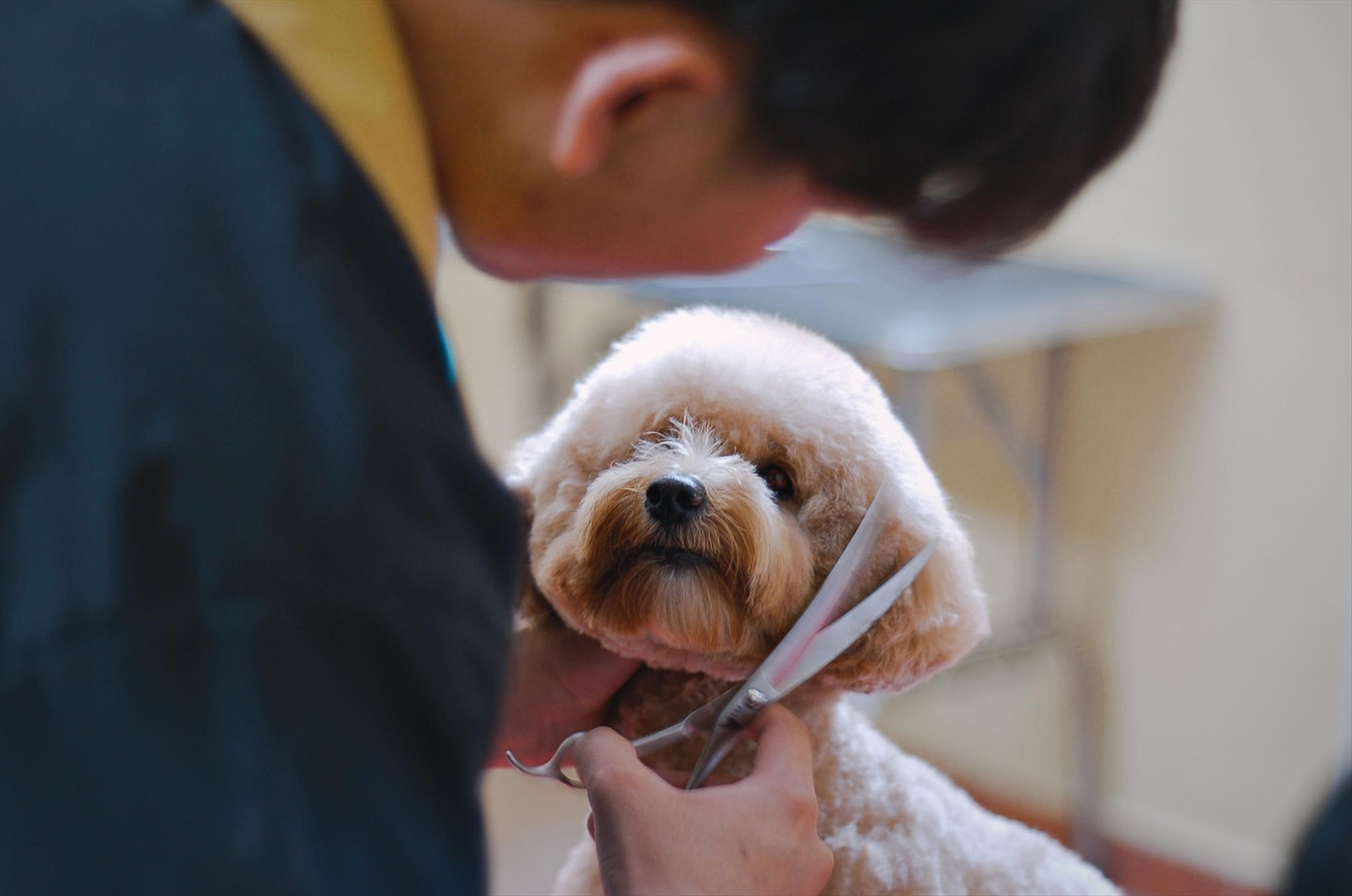 Dịch vụ chăm sóc thú cưng năm nào cũng “cháy hàng” vào dịp Tết