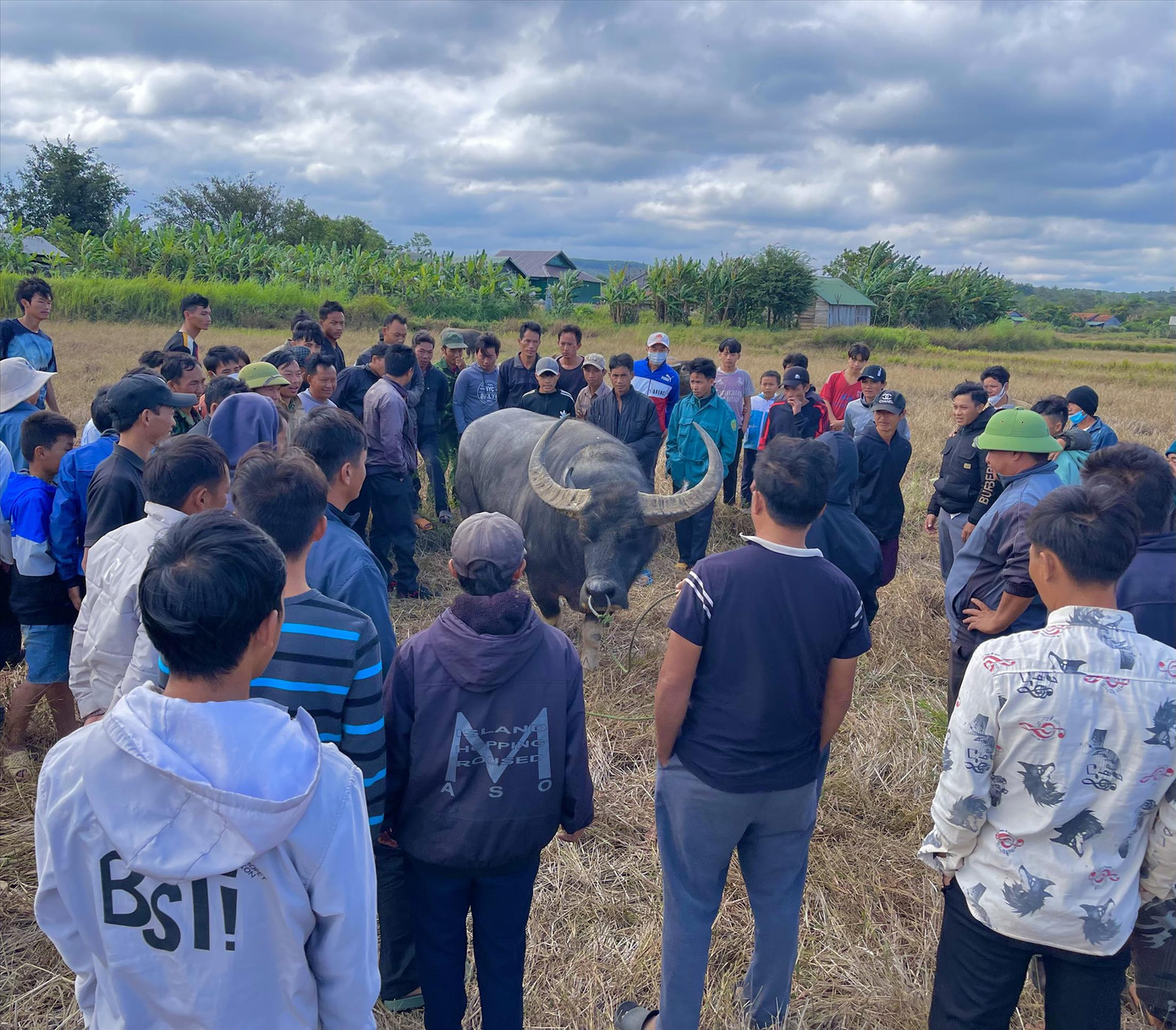 Người dân vây quanh một chú trâu chọi thắng cuộc