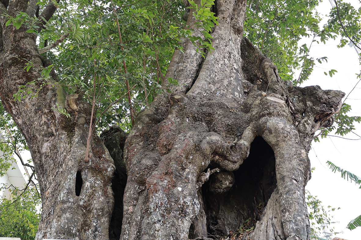 Vỏ cây thị xù xì, hốc cây 1 người có thể ngồi gọn trong đó