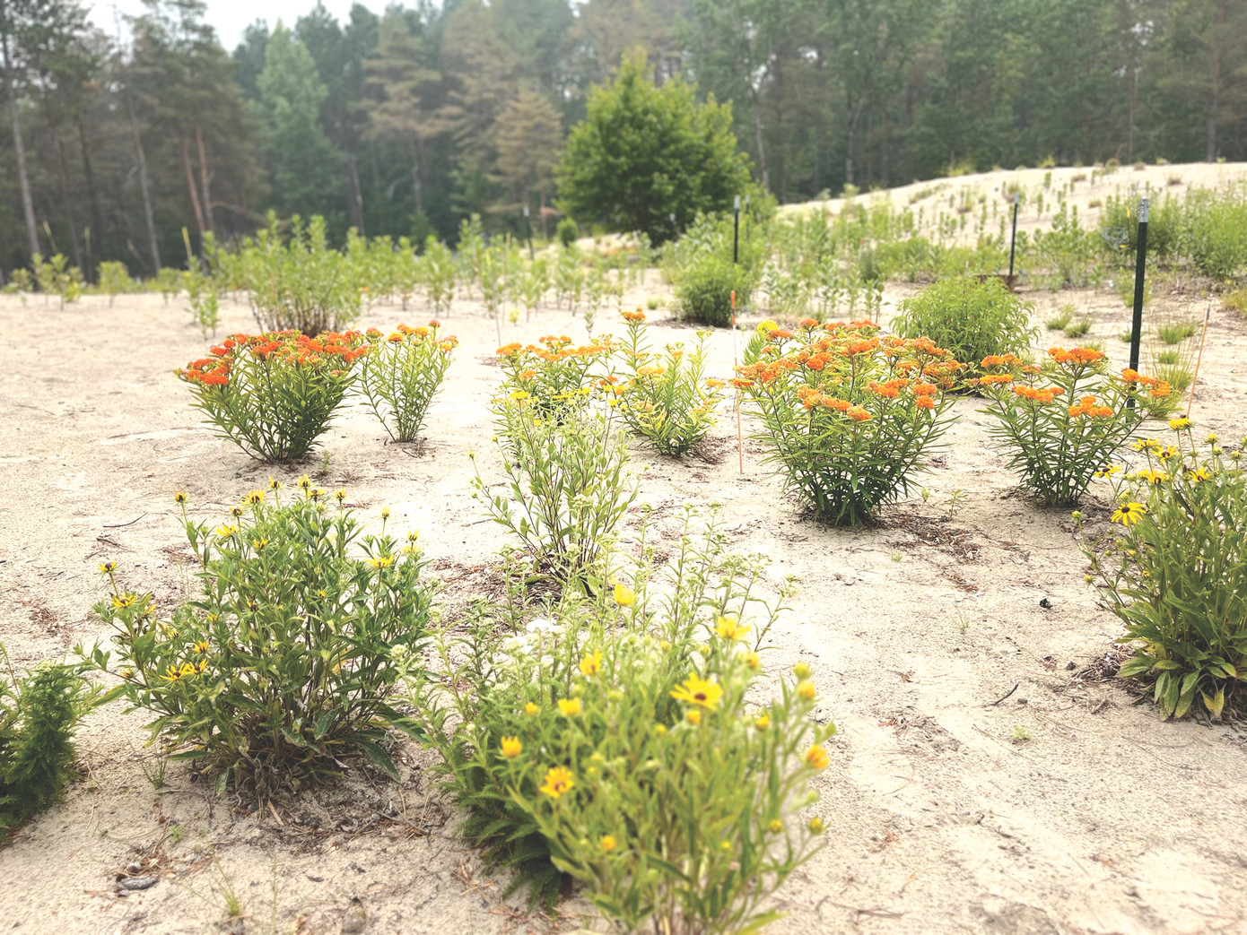 Ðồi cát Pinhey hôm nay