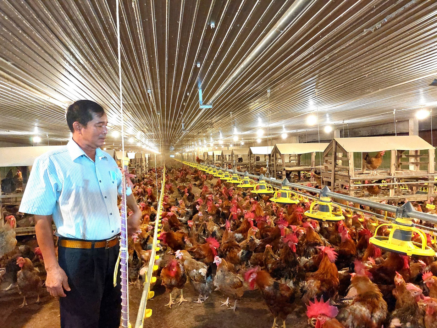 Ông Khương bên trại gà. Ảnh: H.C