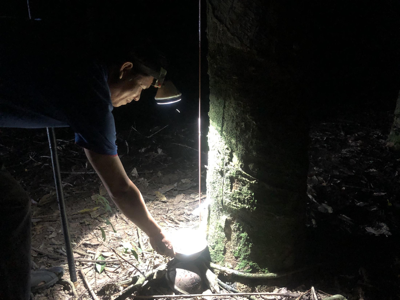 Chị Thanh Thúy cần mẫn cạo 500 cây cao su mỗi đêm, kiếm thu nhập từ 600.000-700.000 đồng/ngày Chị Thanh Thúy cần mẫn cạo 500 cây cao su mỗi đêm, kiếm thu nhập từ 600.000-700.000 đồng/ngày