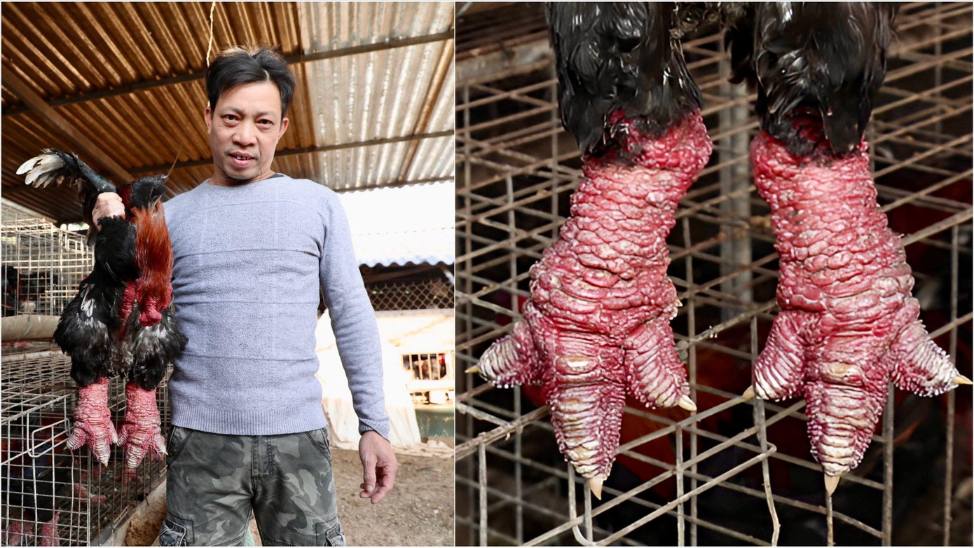 Dự kiến trong dịp Tết năm Giáp Thìn, gia đình anh Nam sẽ cung ứng ra thị trường hơn 2.000 con gà Đông Tảo thương phẩm và 400 con gà biếu, tặng Dự kiến trong dịp Tết năm Giáp Thìn, gia đình anh Nam sẽ cung ứng ra thị trường hơn 2.000 con gà Đông Tảo thương phẩm và 400 con gà biếu, tặng