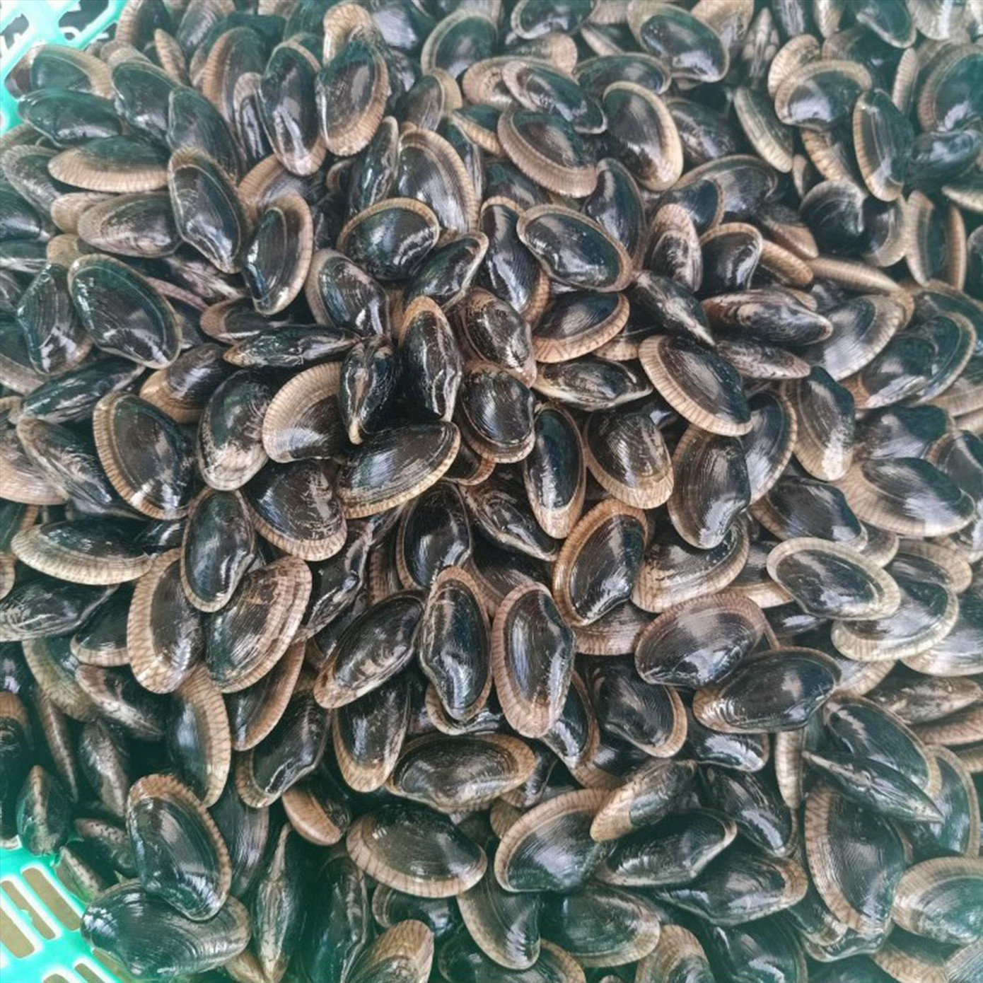 Chíp chíp món nhậu khoái khẩu Chíp chíp món nhậu khoái khẩu