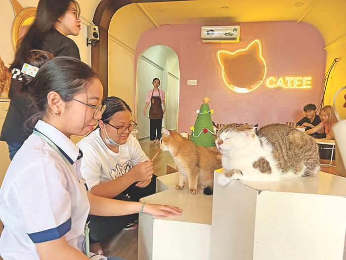 Quán cà phê mèo, trạm sạc tinh thần của rất nhiều bạn trẻ ở TPHCM Quán cà phê mèo, trạm sạc tinh thần của rất nhiều bạn trẻ ở TPHCM