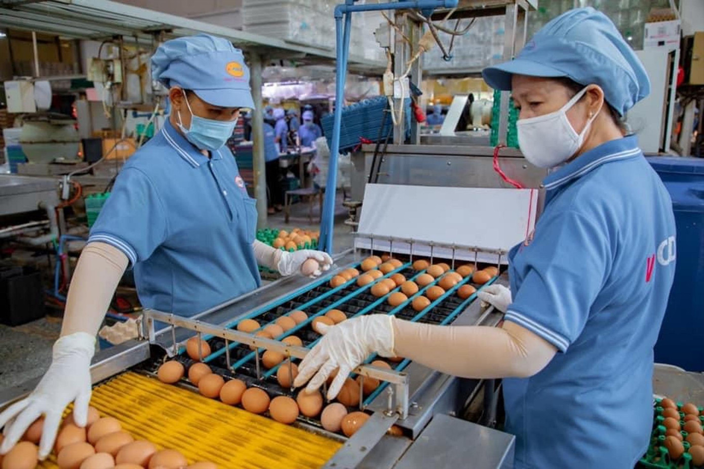 Công ty Vĩnh Thành Đạt ký hợp đồng với nhiều trang trại, tiết giảm chi phí sản xuất để giữ bình ổn giá hàng hóa. Ảnh: U.P