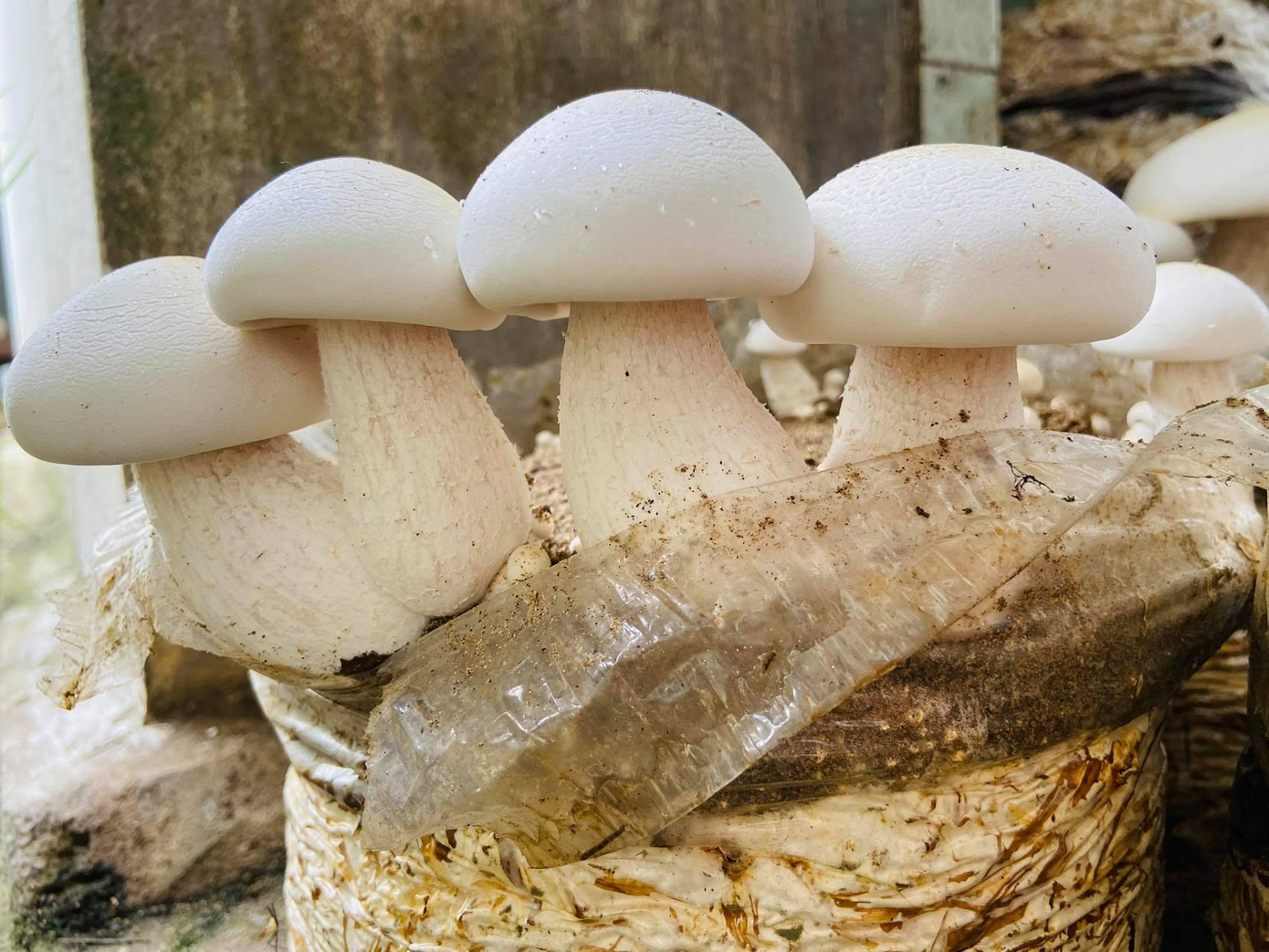 Nấm Hoàng Ðế do Vân sản xuất