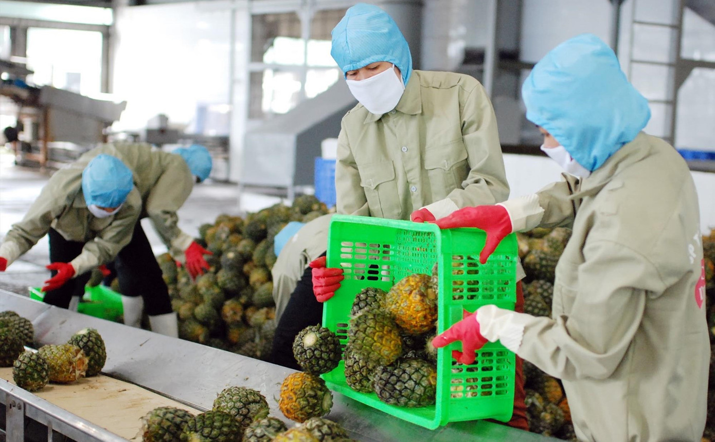 Kim ngạch xuất khẩu rau quả liên tục tăng. Ảnh: Nguyễn Bằng Kim ngạch xuất khẩu rau quả liên tục tăng. Ảnh: Nguyễn Bằng