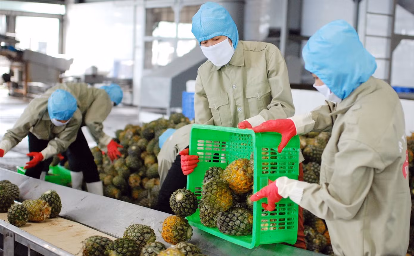 Kim ngạch xuất khẩu rau quả liên tục tăng. Ảnh: Nguyễn Bằng