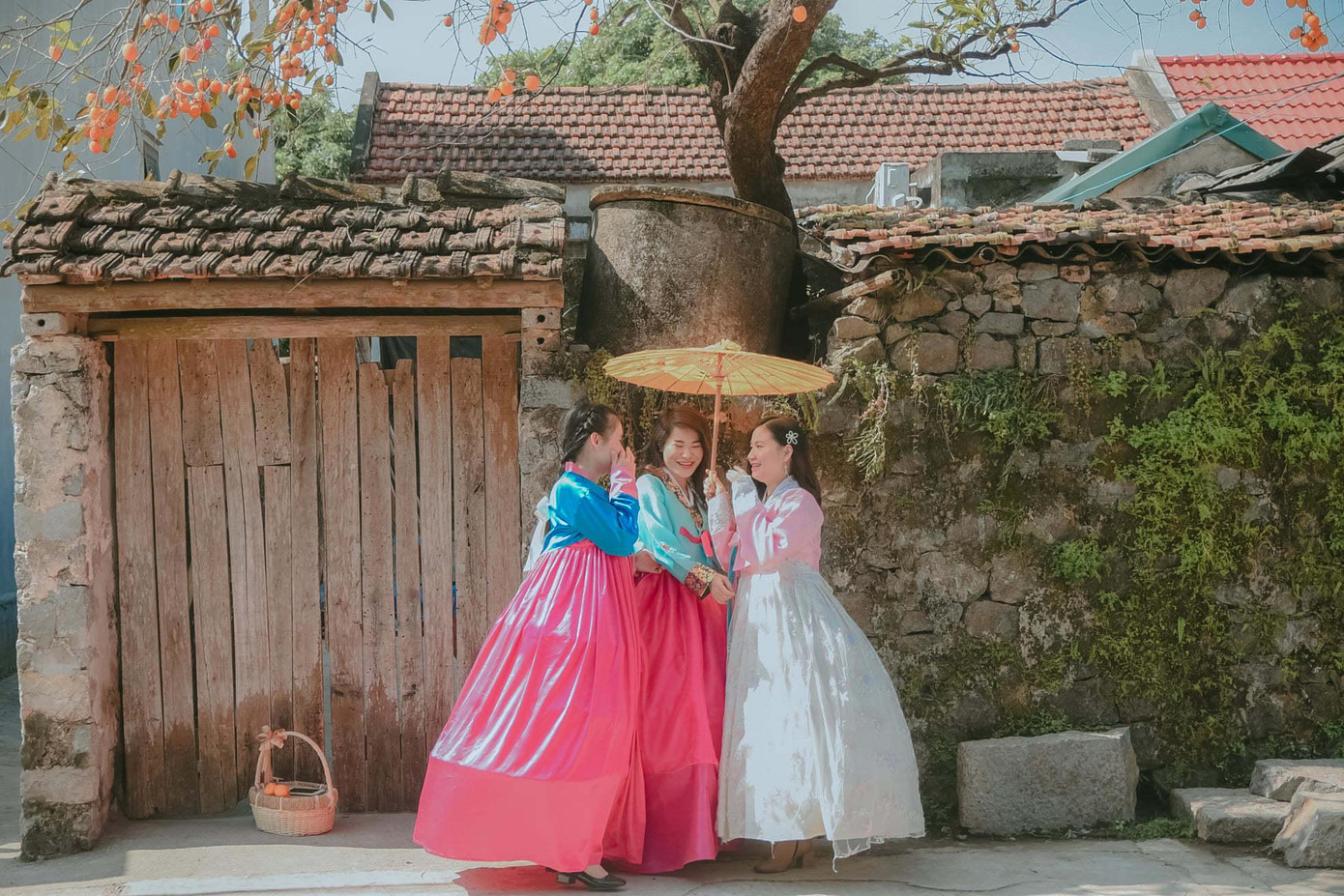 Người trẻ mặc hanbok chụp ảnh bên cây hồng cổ ở Ninh Bình Người trẻ mặc hanbok chụp ảnh bên cây hồng cổ ở Ninh Bình
