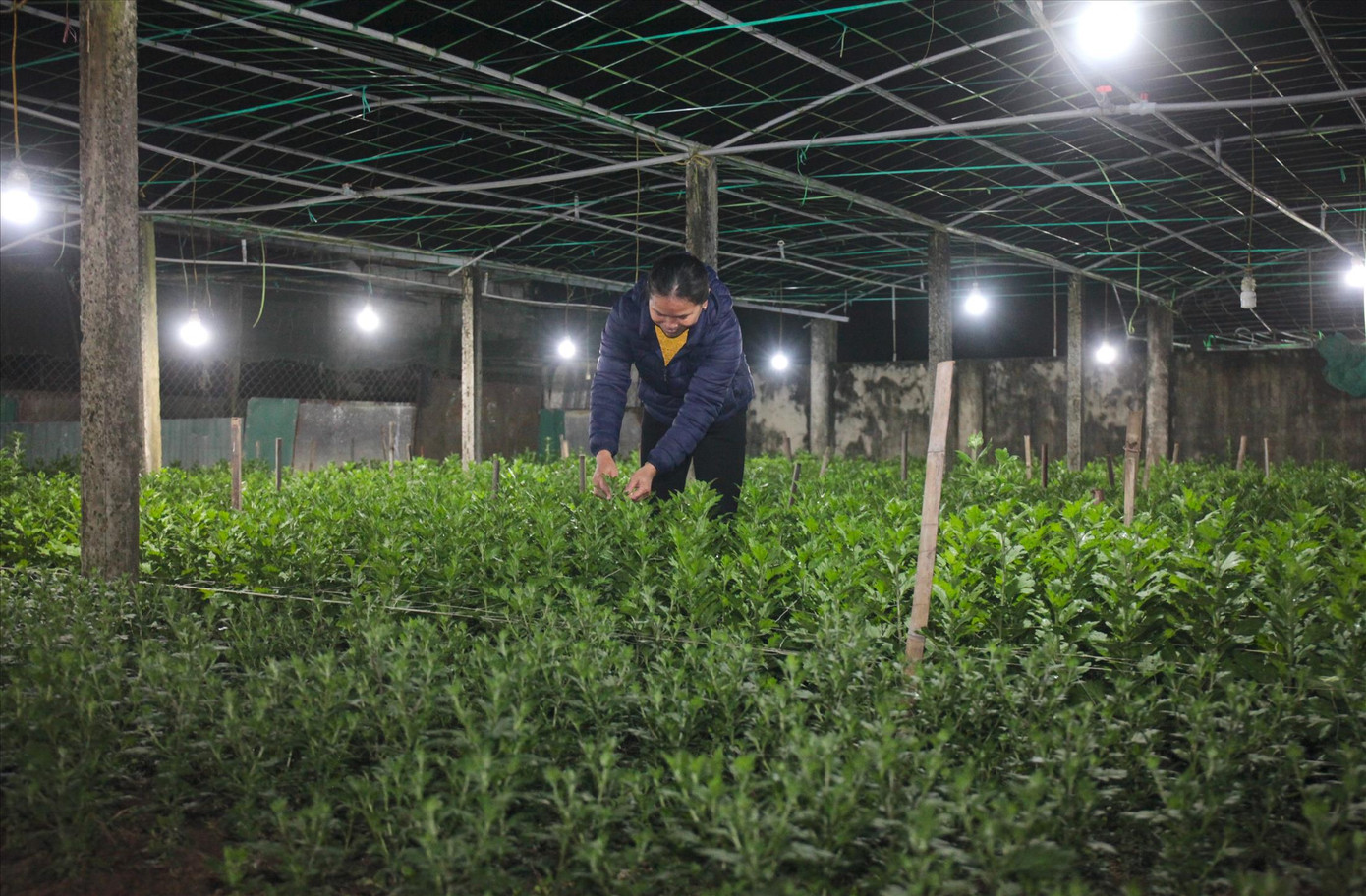 Tranh thủ buổi tối, bà Trần Thị Vân ( xã Nghi Hoa, huyện Nghi Lộc, tỉnh Nghệ An) ra vườn chăm sóc hoa Tết