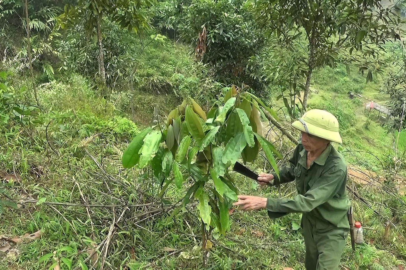 Ông Hà Văn Ngầm chăm sóc vườn quế của gia đình
