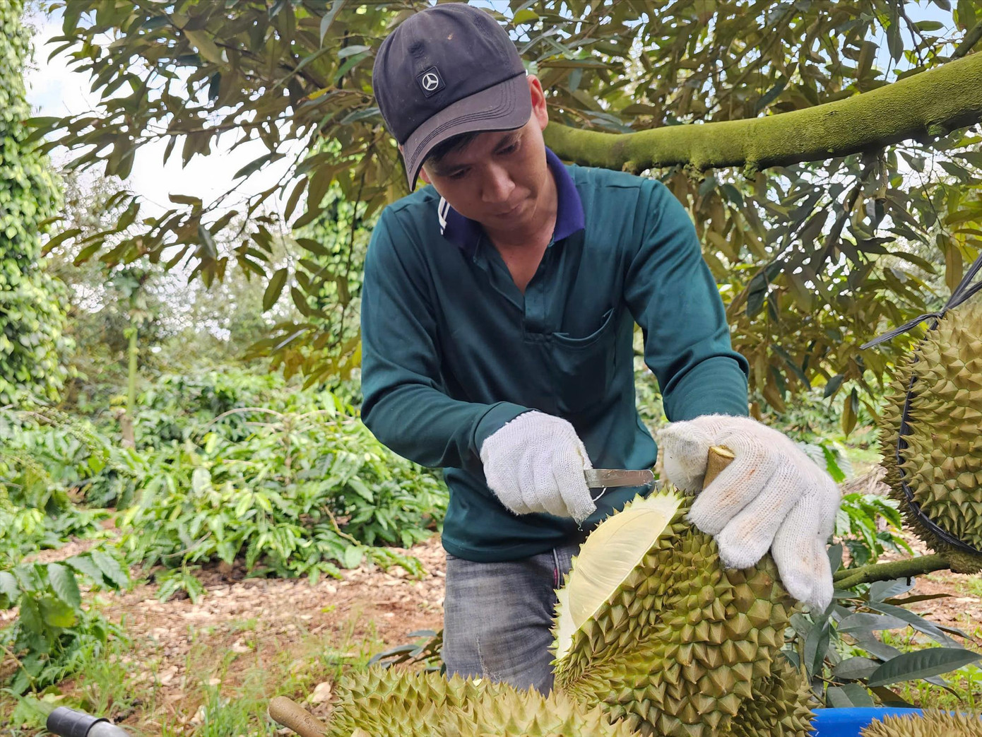 Nông dân mong muốn sớm có khuyến cáo về quy trình canh tác sầu riêng. Ảnh: Thái Lâm