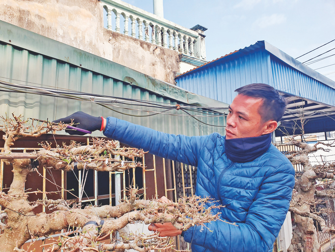 Những người thợ ở Nam Điền tỉ mỉ uốn, cắt từng chồi, cành Những người thợ ở Nam Điền tỉ mỉ uốn, cắt từng chồi, cành