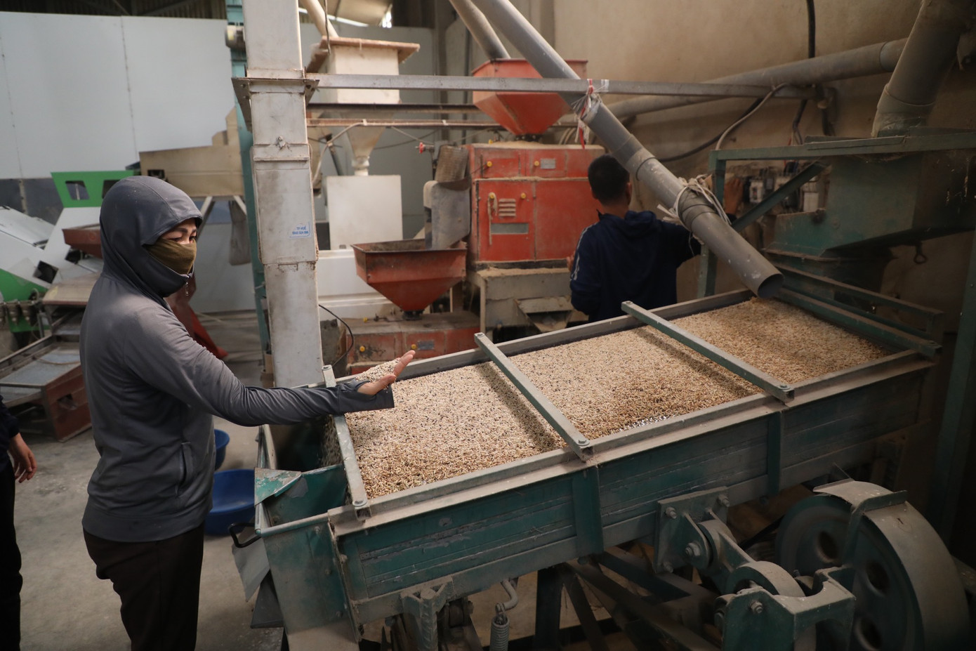 Gạo Điện Biên đạt chuẩn OCOP 3 sao