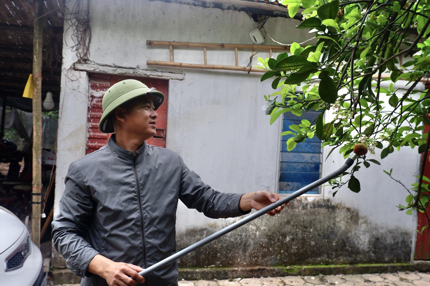 Anh Nguyễn Gia Dũng biểu diễn kỹ thuật thụ phấn cho hoa bưởi bằng chổi sơn Anh Nguyễn Gia Dũng biểu diễn kỹ thuật thụ phấn cho hoa bưởi bằng chổi sơn