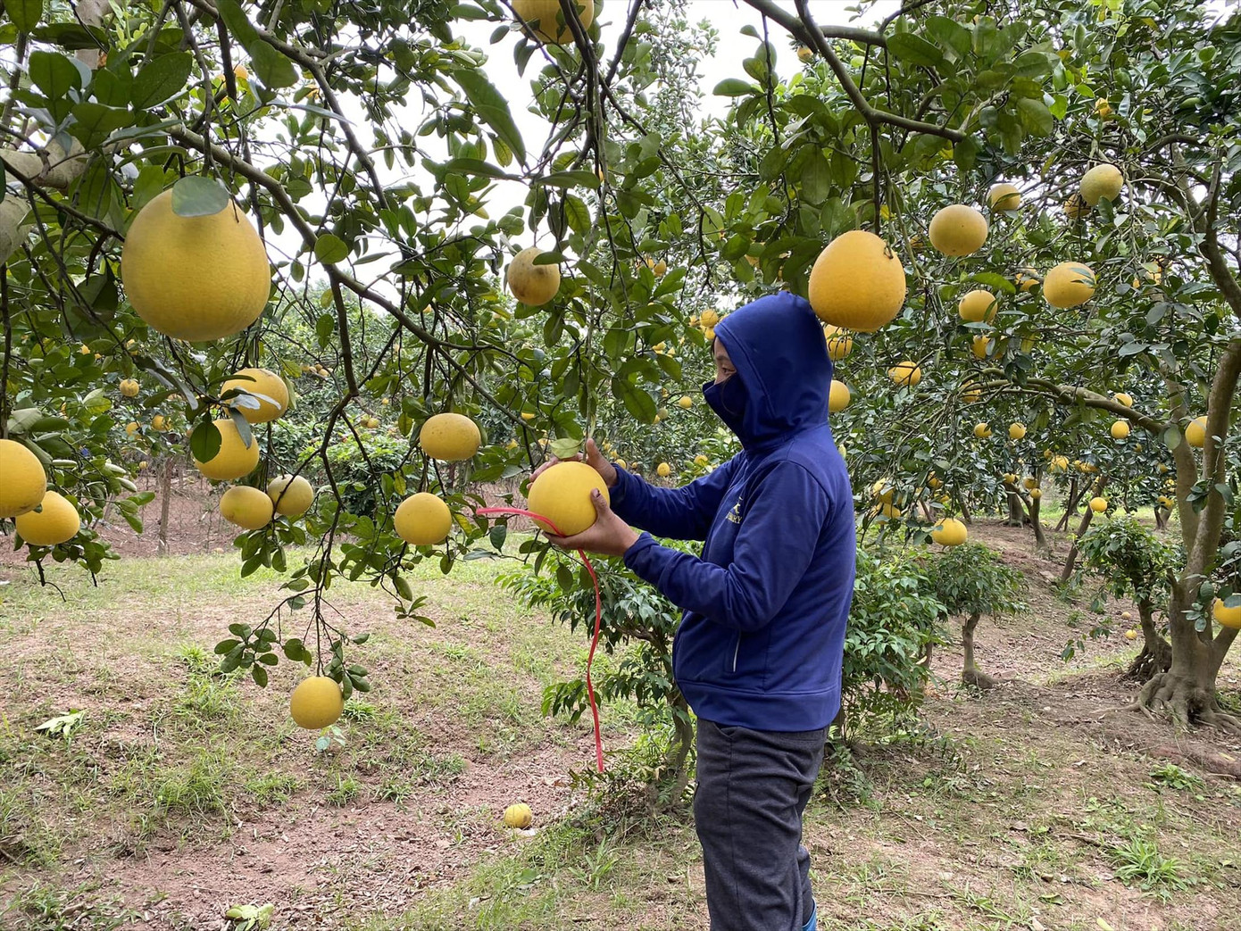 Nhiều nhà vườn trồng bưởi Diễn bội thu