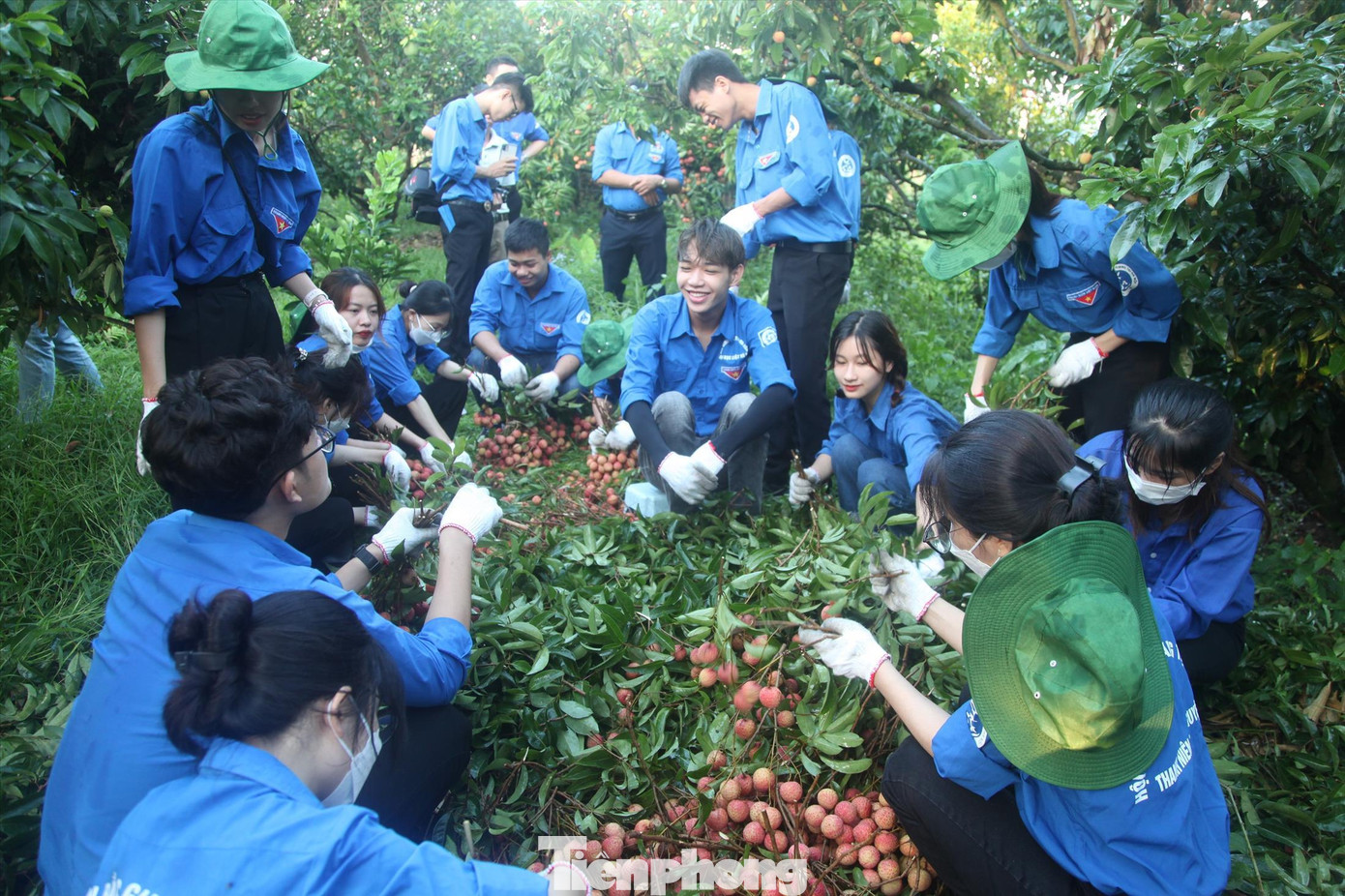Các bạn đoàn viên, sinh viên thu hoạch vải thiều giúp bàn con huyện Lục Ngạn Các bạn đoàn viên, sinh viên thu hoạch vải thiều giúp bàn con huyện Lục Ngạn