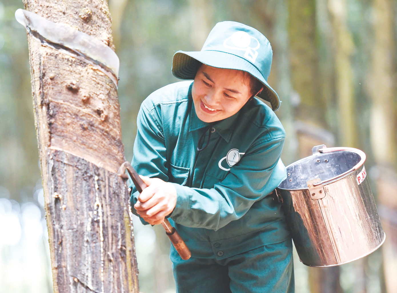 Công nhân khai thác mủ cao su Công nhân khai thác mủ cao su