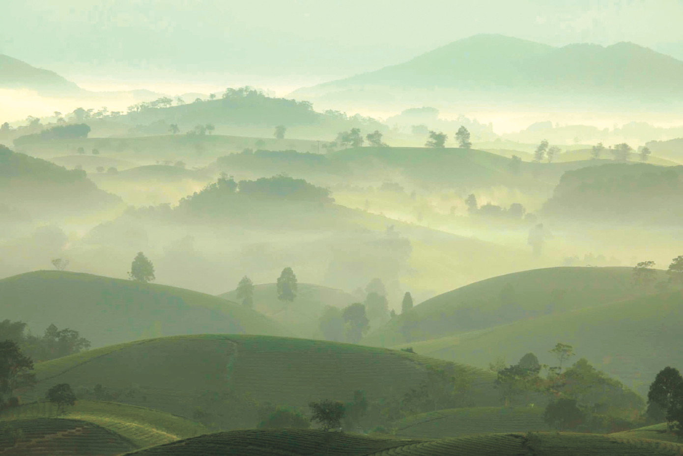 Đồi chè Long Cốc ngày sương giăng của Chiều Xuân được giới thiệu bán trên Getty Images.