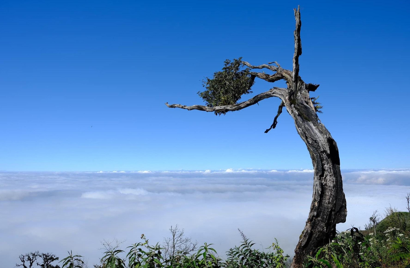 Cây cô đơn ở Lảo Thẩn trước khi bị chặt Cây cô đơn ở Lảo Thẩn trước khi bị chặt