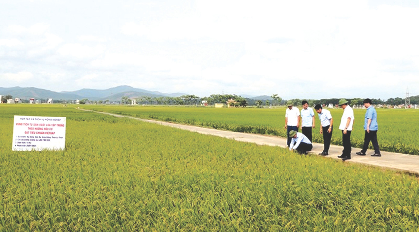 Lãnh đạo tỉnh Thanh Hóa thăm vùng tích tụ sản xuất lúa tập trung theo hướng hữu cơ đạt tiêu chuẩn VietGAP của HTX Định Long, xã Định Long, huyện Yên Định