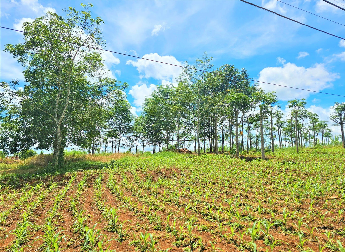 Tàn dư của đại dự án là những cây cao su còn sót lại