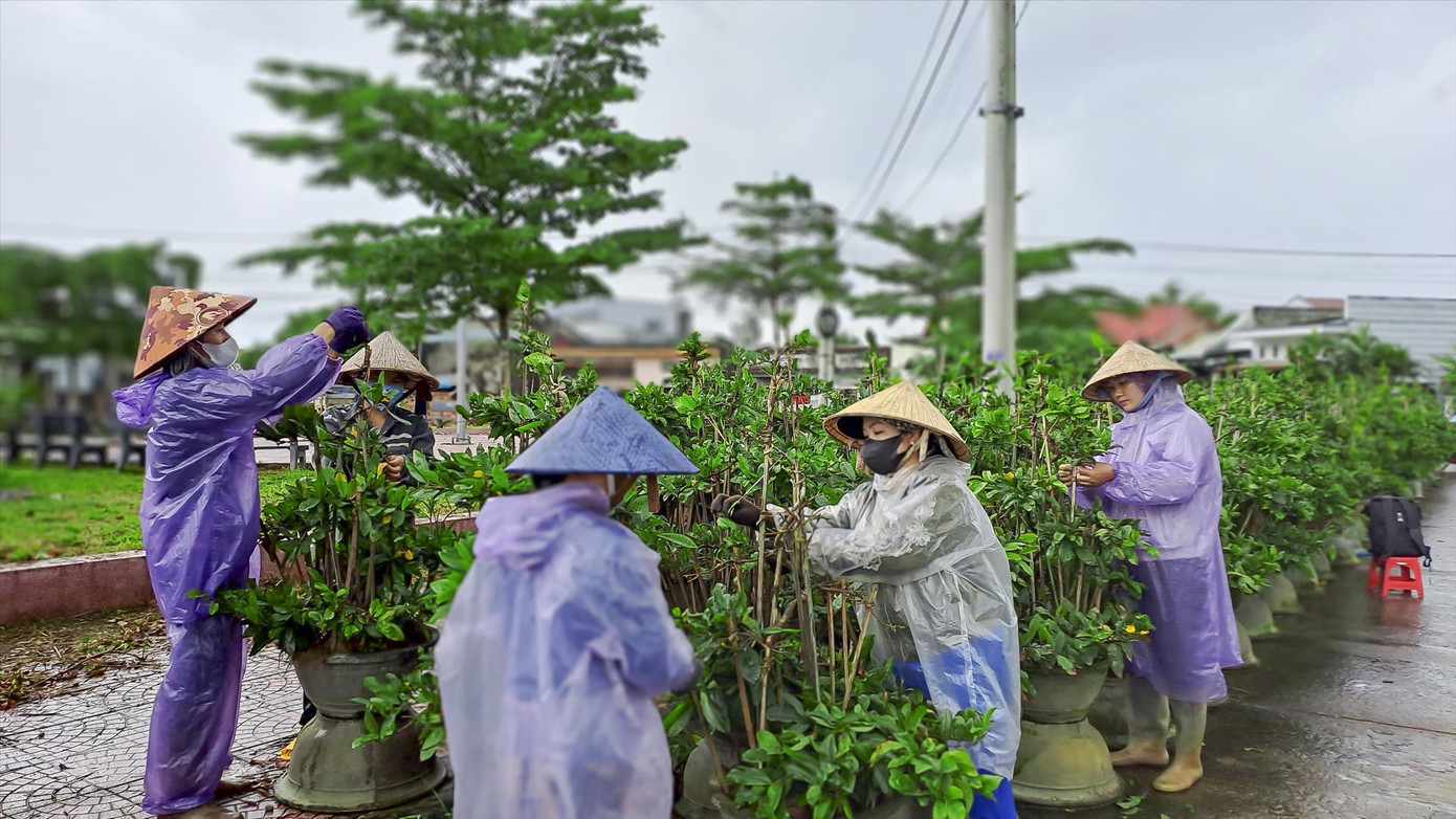Các vườn mai đang tất bật trẩy lá chuẩn bị cho Tết. Ảnh: Trương Định