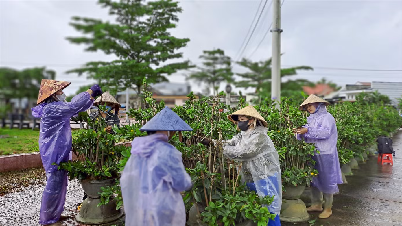 Các vườn mai đang tất bật trẩy lá chuẩn bị cho Tết. Ảnh: Trương Định