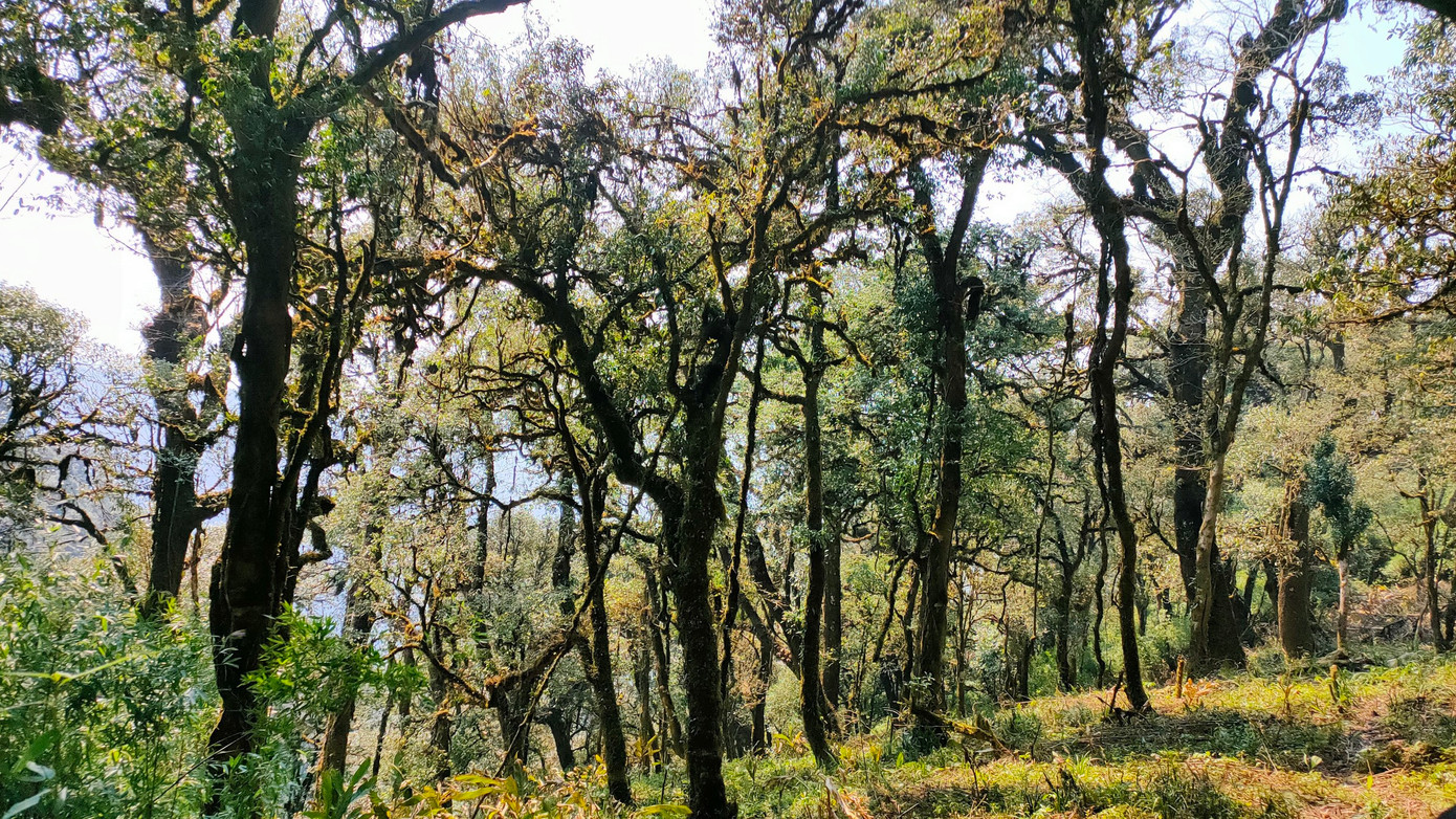 Rừng chè cổ thụ - báu vật của đồng bào Mồ Sì San.