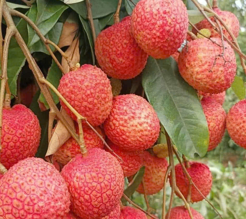 Vải trứng Hưng Yên nổi tiếng thơm ngon. Vải trứng Hưng Yên nổi tiếng thơm ngon.