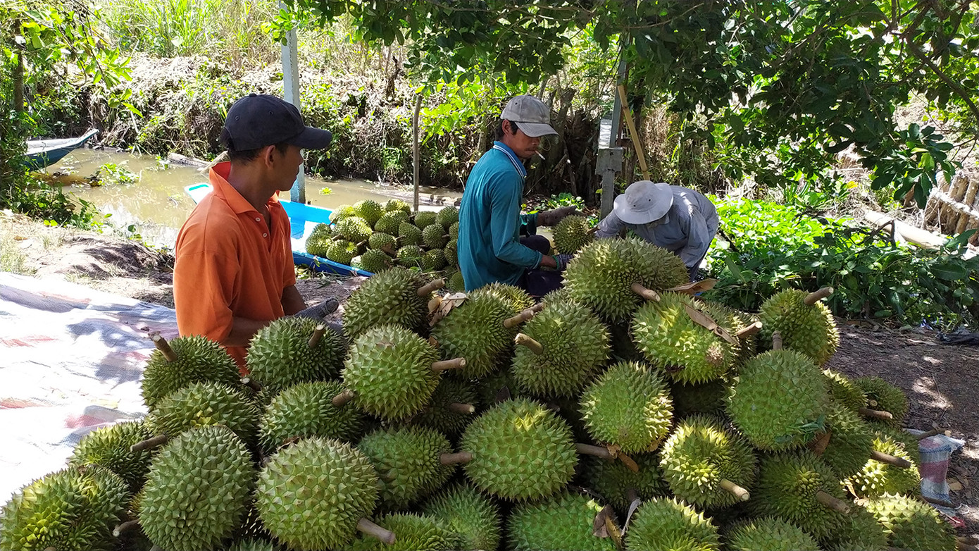 Sầu riêng sẽ là nông sản xuất khẩu mang lại kim ngạch lớn khi Trung Quốc mở cửa. Ảnh: Cảnh Kỳ