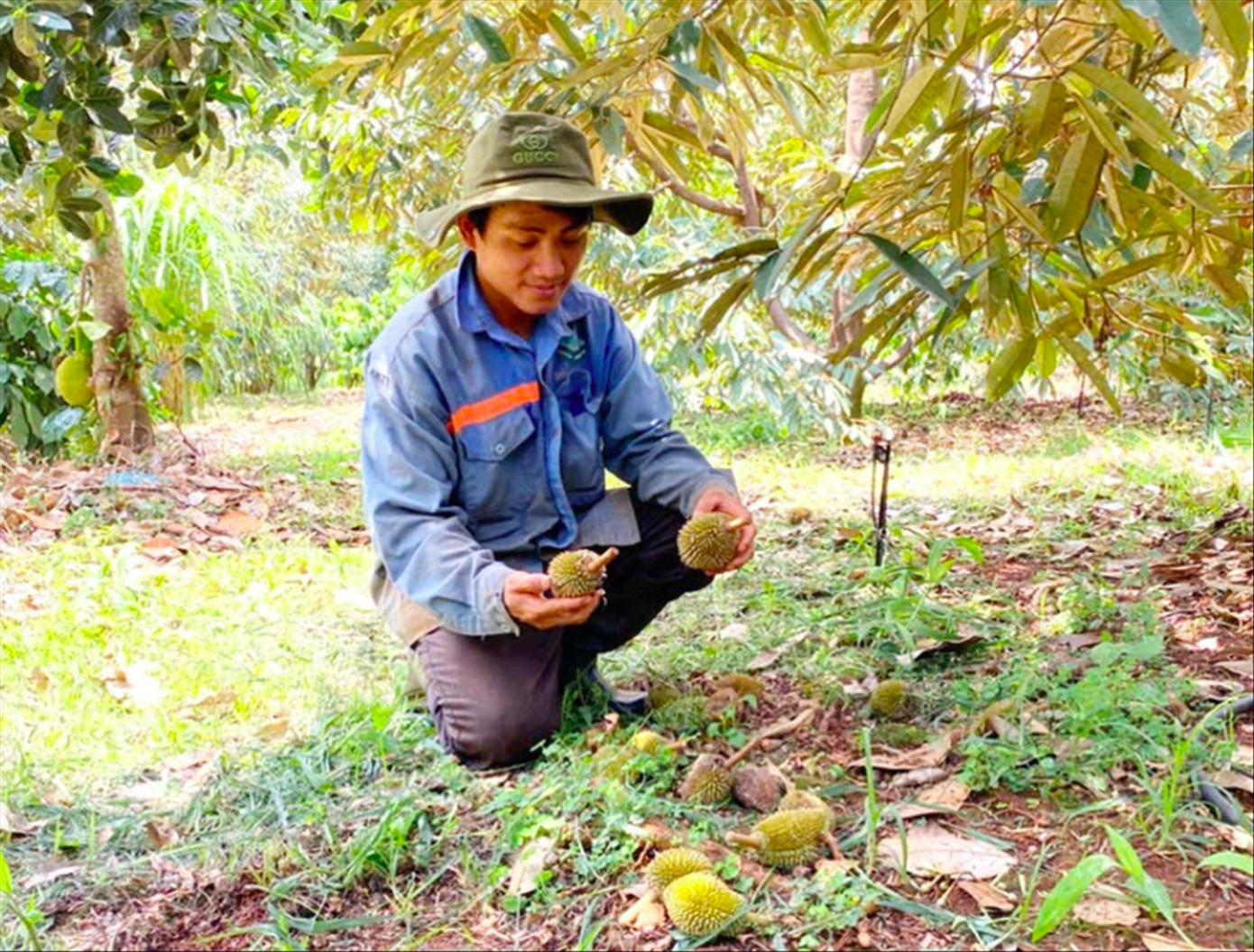 Anh Nhật đã đầu tư công sức, tiền của cho vụ sầu này