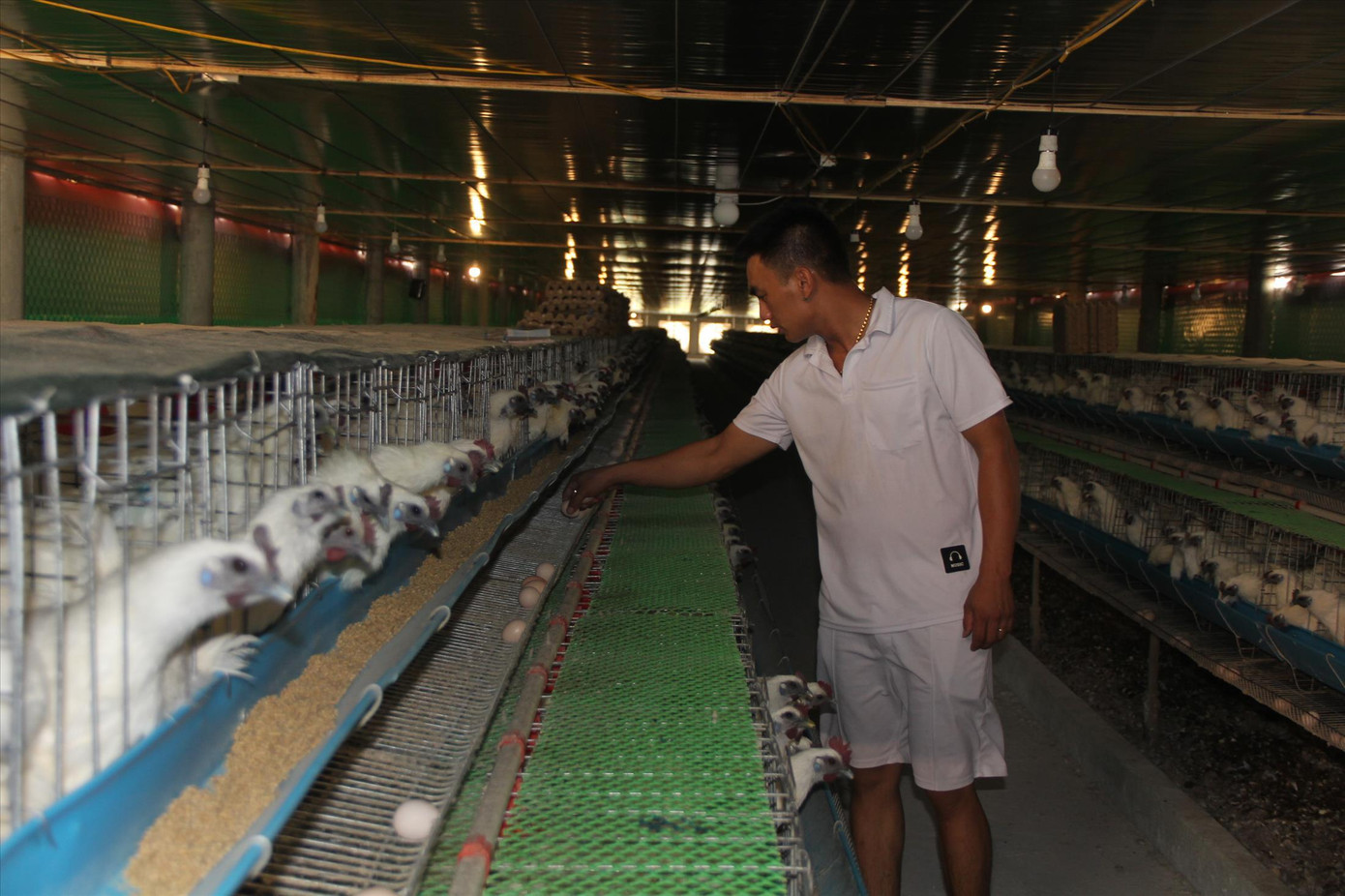 Mỗi ngày, trang trại gà ác của anh Nguyễn Hữu Thắng cung cấp ra thị trường khoảng 4.000 quả trứng thu về 10 triệu đồng