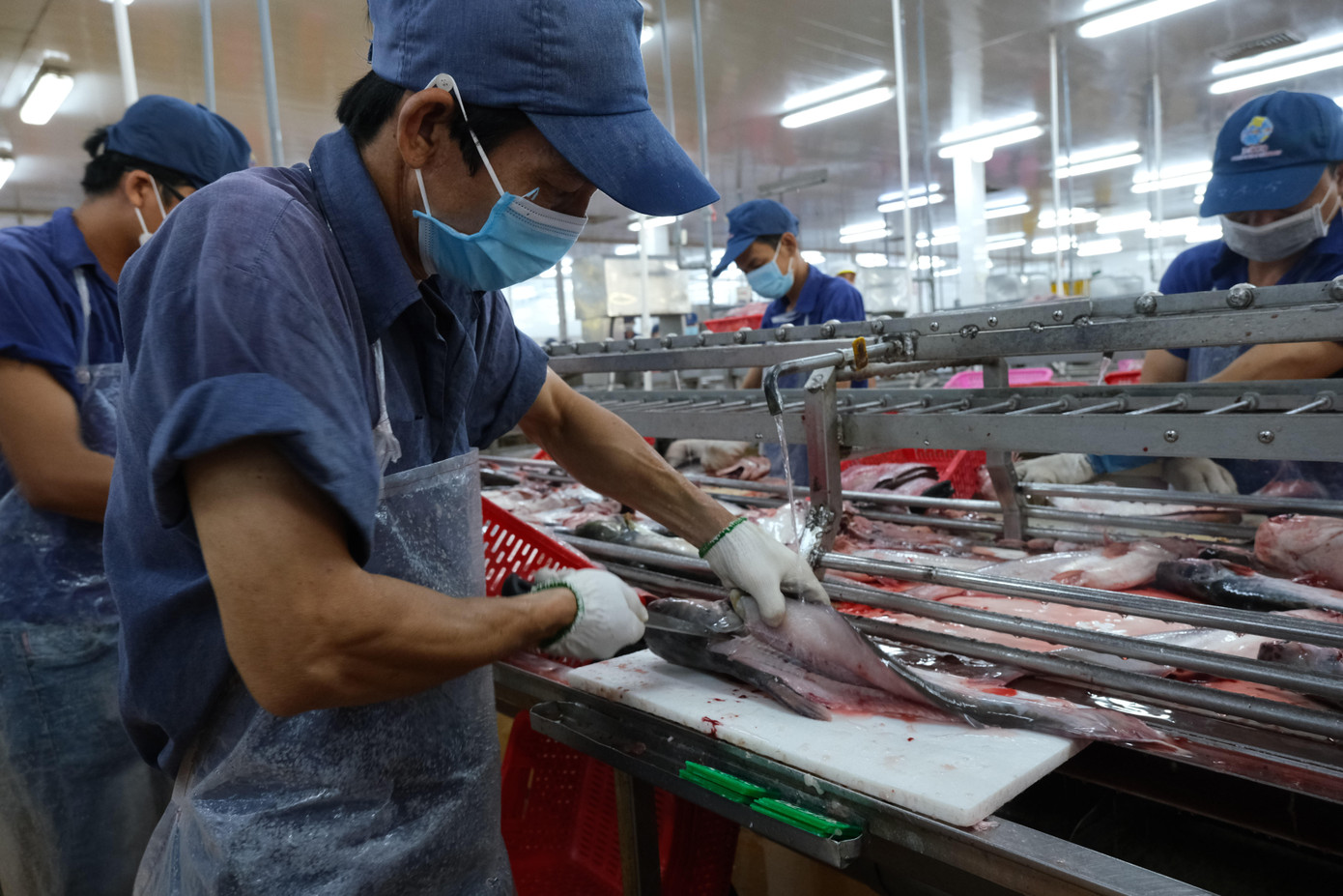 Năm 2022 xuất khẩu cá tra đạt 2,4 tỷ USD. Ảnh: Cảnh Kỳ