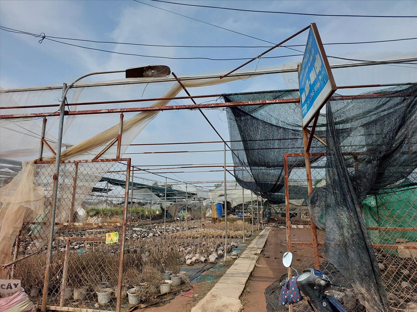 Vườn hoa, cây cảnh của người dân tại Văn Giang (Hưng Yên) chịu thiệt hại vì bão lũ Vườn hoa, cây cảnh của người dân tại Văn Giang (Hưng Yên) chịu thiệt hại vì bão lũ