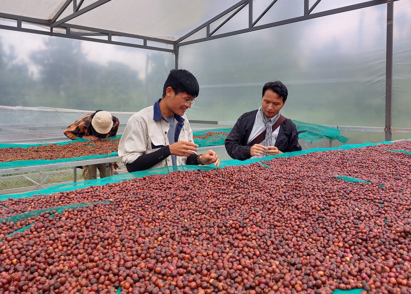 Những hạt cà phê được phơi trong nhà kính.